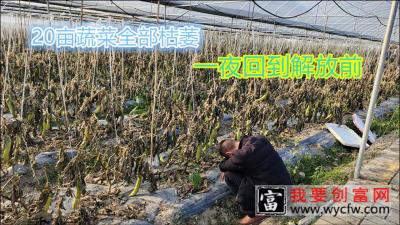 大叔投资十六万盖大棚，20亩蔬菜全部枯萎颗粒无收，现在该咋办？