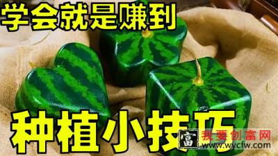 种植小技巧，学会可以无限吃水果了，这也太爽了，赶紧来试试吧！