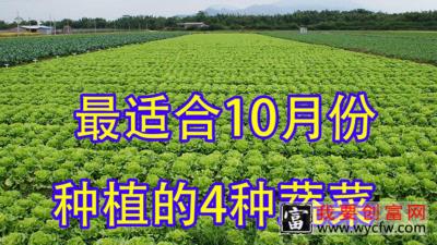 10月份最适合种植4种蔬菜，看看你播种了吗？现在种还不晚别错过