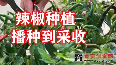 如何在家种植辣椒，分享从播种到采收全过程，新手也能学得会