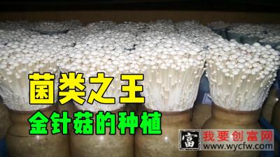 金针菇的种植和加工，鲜为人知的金针菇冷知识_高清1080P在线观看平台