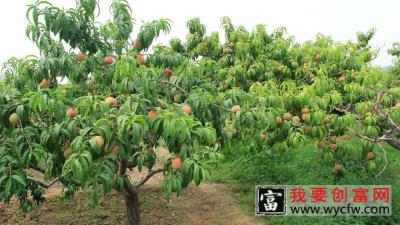 桃树种植技术 桃树种植收益 桃树高产栽培视频