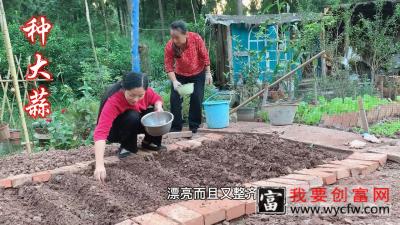 种植大蒜，怎样才能快速出苗，这样剪一刀，发芽快出苗齐