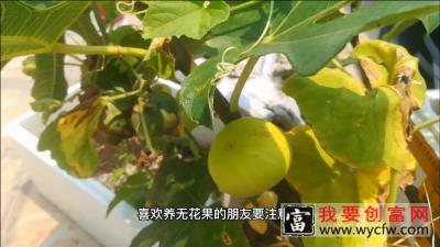 无花果种植，想要种出又大又好吃的无花果这个管理技术很重要