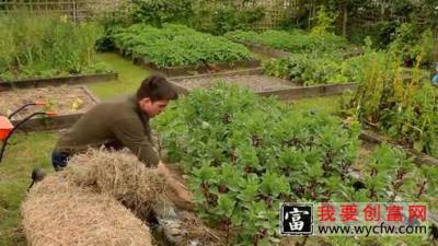 如何使用干草进行免耕覆盖种植