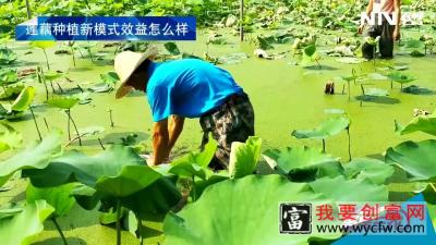 莲藕种植新模式效益怎么样