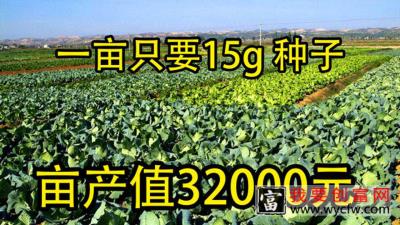 1亩栽种2千株亩产值12万元，仅需15g 种子亩产25000个，参考下