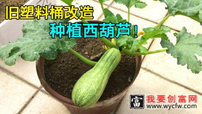 阳台种菜：改造旧塑料桶，种植西葫芦