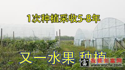 1亩种3000株6个月收入21.7万元，种1次采收5-8年，值得参考种植