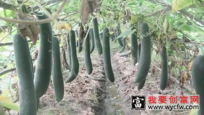 农业种植：规模冬瓜种植全过程，农民致富好门路