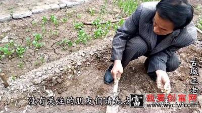 农村大叔教大家土豆种植技术，不需要多大的芽就能长出好几斤土豆