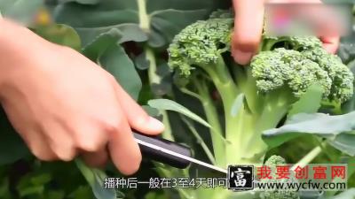 西兰花的种植技术