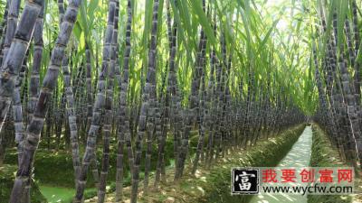 甘蔗种植技术 甘蔗种植一点通 如何栽培甘蔗教程