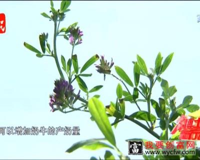 【农博士】紫花苜蓿种植要点