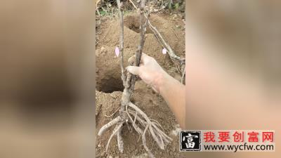 牡丹花苗种植方法视频