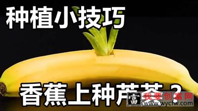 食物种植小技巧！香蕉上种芦荟？学会在家轻松培育绿植！