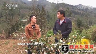 山区百姓种植油茶树，年收入惊人，油茶树成了致富树