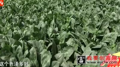 菠菜种植 如何提高整齐度？