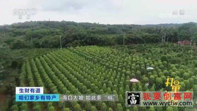 探访海南最大的连片胡椒种植基地，绝对让人大开眼界