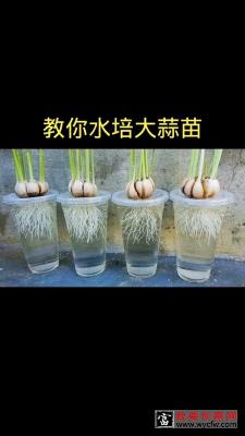 水培大蒜 阳台种植