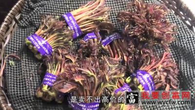 香椿为何没人大量种植？_高清1080P在线观看平台