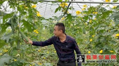 夫妻俩承包100亩地，巧用高科技种植蔬菜，产量惊人一亩收入20000