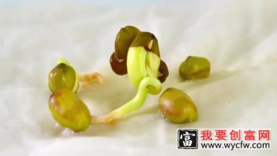 绿豆种植观察日记：绿豆发芽的样子真是太可爱了