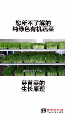 芽苗菜种植技术视频