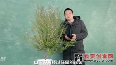 松红梅的种植和养护