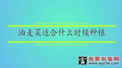 油麦菜适合什么时候种植