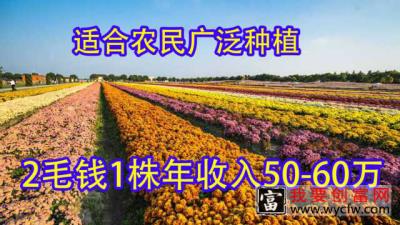 想种植的看过来，1亩栽种2500株年收入60万，市场需求量大前景好