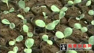 西瓜种植技术 西瓜种植一点通 如何栽培西瓜教程