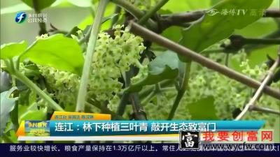 连江：林下种植三叶青 敲开生态致富门！