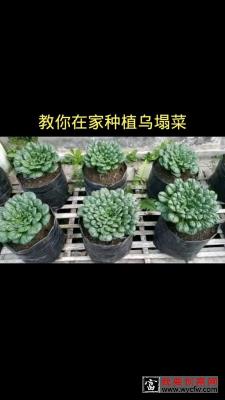 家庭种植乌塌菜