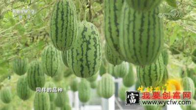 大哥种植长在“空中”的西瓜，口感好还可以消除阴阳面