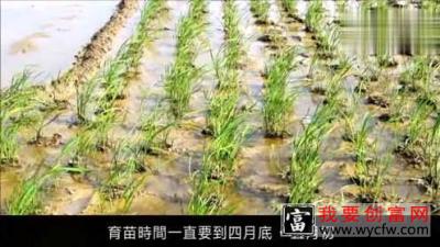 实拍茭白种植采摘全过程