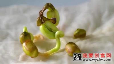 绿豆种植观察日记：绿豆发芽的样子真是太可爱了