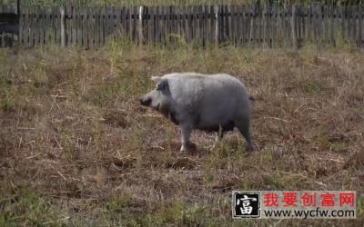 农场十八猪养殖技术——如何饲养百万头猪