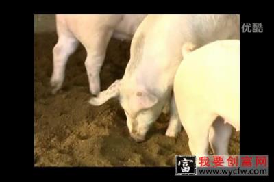 养猪养殖技术 养猪养殖场地建设 养猪养殖一点通