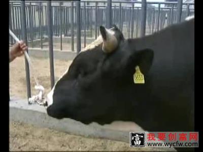 牛养殖视频教程 牛高产养殖技术 如何养殖牛