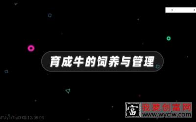 第二讲 牛饲养技术  2.2现代生态养殖技术 育成牛的饲养与管理