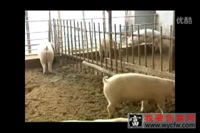 养猪养殖技术  养猪养殖视频教程 疾病防治与治疗