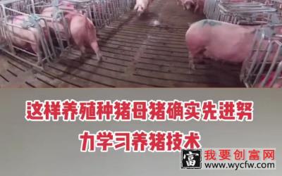 【新农村】养猪技术这样养殖种猪母猪确实先进努力学