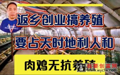 肉鸡无抗养殖技术分享，返乡创业养殖，想方设法占尽天时地利人和