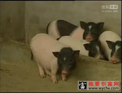 香猪养殖技术 香猪养殖场地建设 香猪养殖一点通