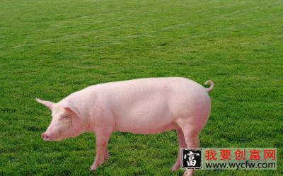 母猪养殖技术光盘_母猪养殖技术大全-母猪养殖工具