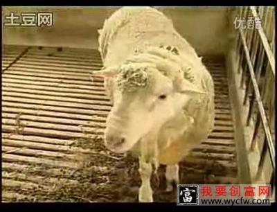 小尾寒羊高产养殖技术 高产养殖小尾寒羊技术 高效养殖技术