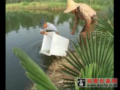 鳜鱼养殖技术鳜鱼养殖场地建设鳜鱼养殖一点通