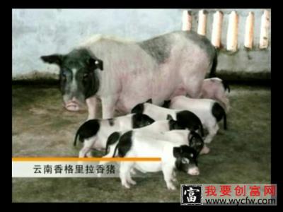 香猪养殖技术 香猪养殖场地建设香猪养殖一点通