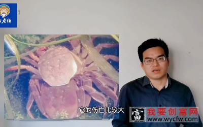 前期螃蟹伤亡大，是哪些原因导致的呢？田老头螃蟹养殖技术